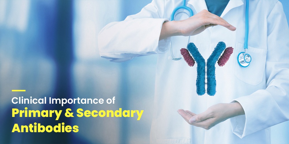 Primary and Secondary Antibodies