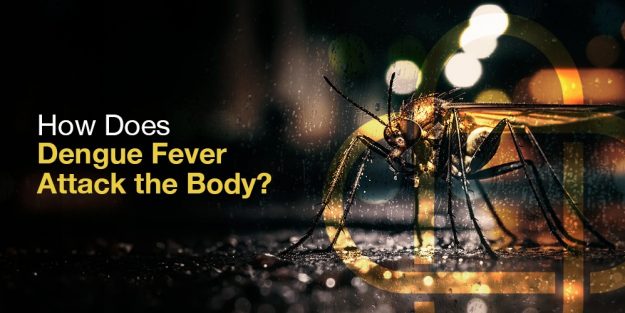 Symptoms of dengue and how it affects the body