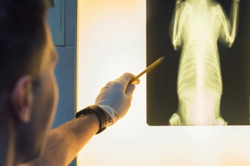 veterinary-radiography